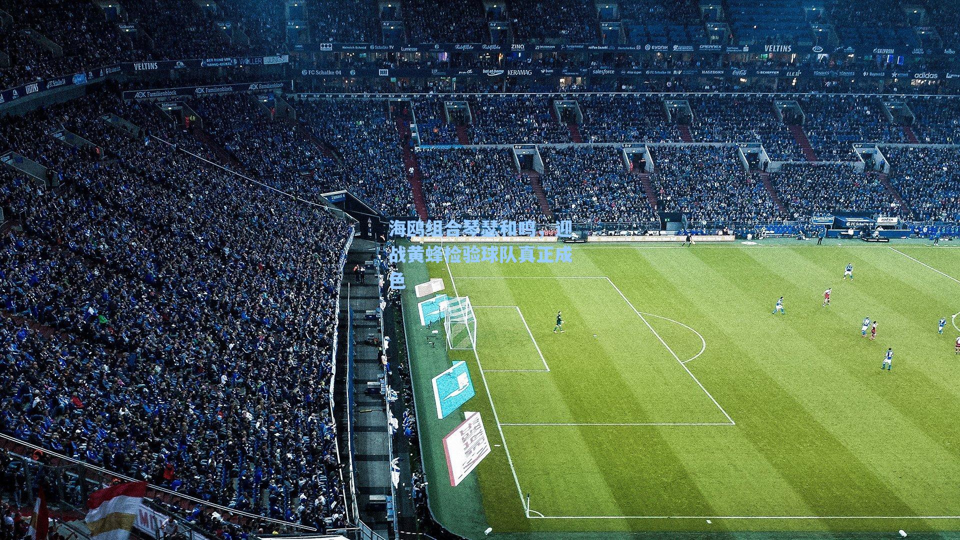 海鸥组合琴瑟和鸣,迎战黄蜂检验球队真正成色